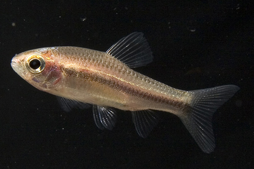 picture of Neolebias Trewavasae Tetra Reg                                                                       Neolebias trewavasae