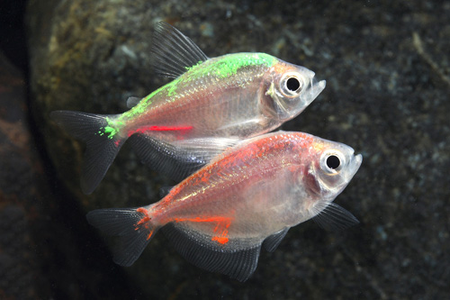 picture of Painted Two Tone Neon Skirt Tetra reg                                                                Gymnocorymbus ternetzi 'Albino'