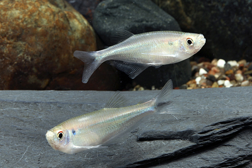 picture of Platinum Tetra Reg                                                                                   Hysteronotus megalostomus