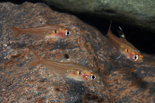 picture of Red Crystal Tetra Reg                                                                                Hyphessobrycon haraldschultzi