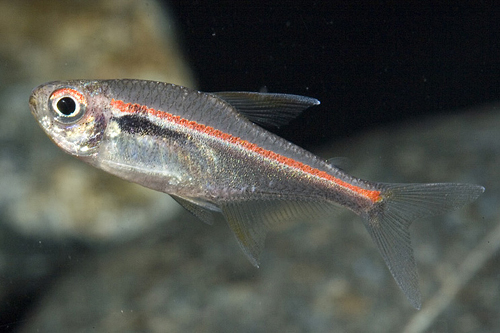 picture of Red Stripe Black Neon Tetra Reg                                                                      Hyphessobrycon amapaensis