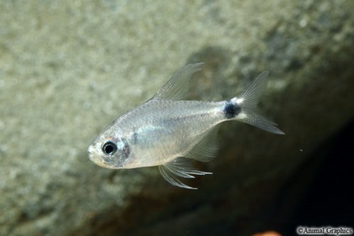 picture of Veilfin Tetra Med                                                                                    Hyphessobrycon elachys