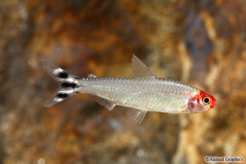 picture of Brilliant Rummynose Tetra Reg                                                                        Hemigrammus bleheri