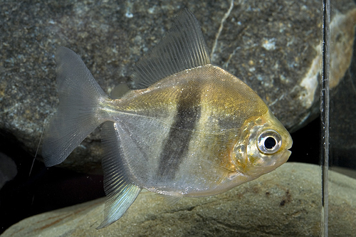 picture of Black Bar Silver Dollar Tank Raised M/L                                                              Myleus schomburgkii