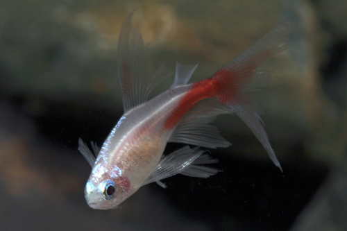 picture of Gold Veilfin Neon Tetra Reg                                                                          Paracheirodon innesi 'Gold Veilfin'