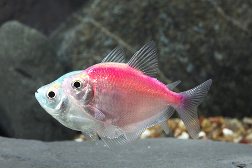 picture of Christmas Colored White Skirt Tetra Reg                                                              Gymnocorymbus ternetzi 'Albino'