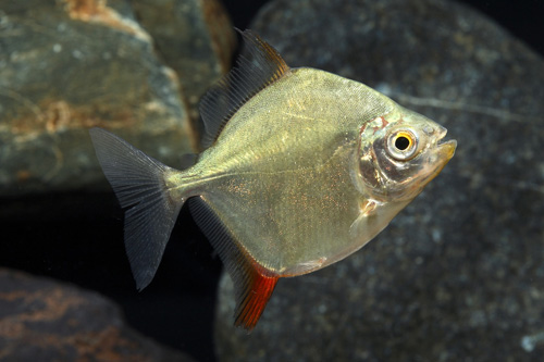 picture of Red Hook Metynnis Med                                                                                Myleus rubripinnis rubripinnis