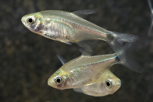 picture of Three-Spot Kriegi Tetra Reg                                                                          Odontostilbe kriegi