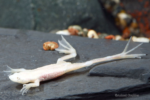 picture of Blonde African Dwarf Frog Sml                                                                        Hymenochirus curtipes