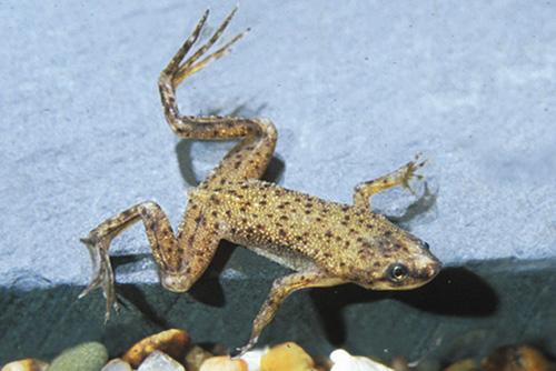 picture of African Dwarf Frog Reg                                                                               Hymenochirus curtipes