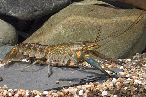 picture of Australian Blue Yabbie Crawfish Med                                                                  Cherax quadricarinatus