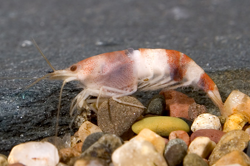 picture of Bumblebee Shrimp Reg                                                                                 Neocaridina sp. II