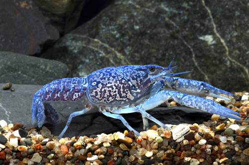 picture of Electric Blue Crawfish Sml                                                                           Procambarus alleni 