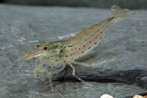 picture of Amano Algae Eating Shrimp Sml                                                                        Cardina multidentata