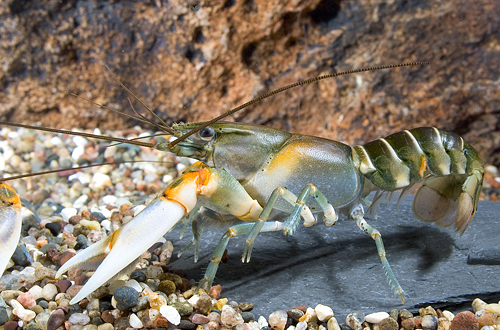 picture of Tiger Rainbow Power Lobster Med                                                                      Cherax cf. papuanus