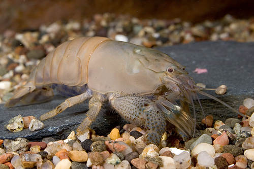 picture of Vampire Shrimp Lrg                                                                                   Atyopsis gabonensis