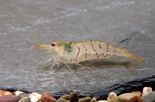 picture of Black Tiger Shrimp Reg                                                                               Caridina cantonensis