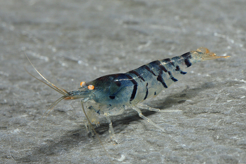 picture of Blue Cat's Eye Shrimp Reg                                                                            Caridina cf. cantonensis 'Blue Tiger'