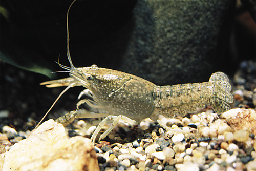 picture of Florida Crawfish Sml                                                                                 Procambarus alleni