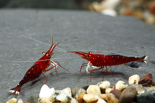 picture of Matano Blue Dot Shrimp Reg                                                                           Caridina dennerli