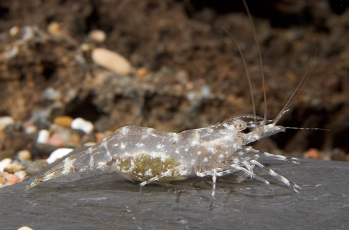 picture of Pearl Shrimp Reg                                                                                     Neocaridina cf. zhangjiajiensis 