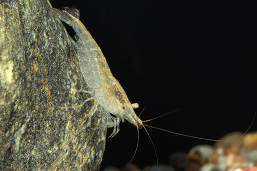 picture of Rainbow Shrimp Reg                                                                                   Caridina sp. 'Rainbow'