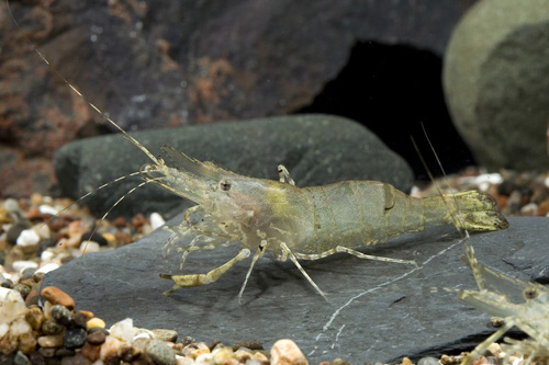 picture of Red Claw Shrimp Reg                                                                                  Macrobrachium assamense