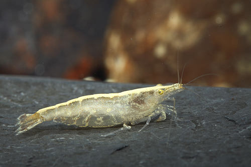 picture of Redtail Red Nose Shrimp Reg                                                                          Caridina brevicarpalis