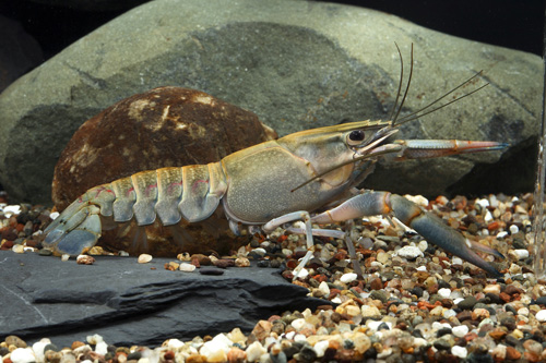 picture of Royal Blue Lobster Med                                                                               Cherax quadricarinatus