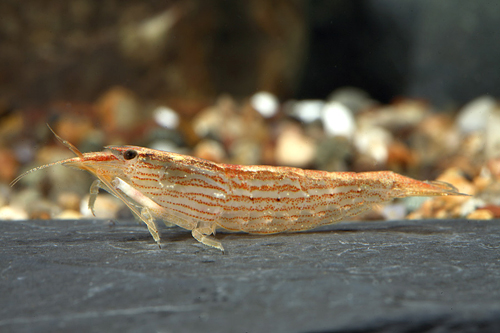 picture of Taiwan Bamboo Shrimp Sml                                                                             Atyopsis spinipes