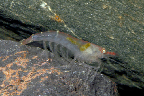 picture of White Back Scarlet Shrimp Reg                                                                        Caridina sp.