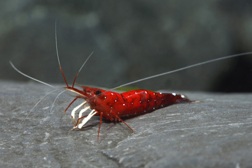 picture of White Spot Cardinal Shrimp Reg                                                                       Caridina sp. 'Cardinal'