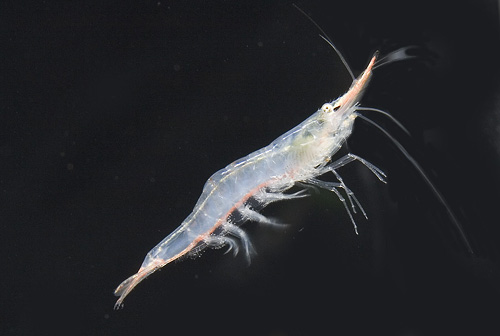 picture of Red Nosed Shrimp Reg                                                                                 Caridina gracilirostris