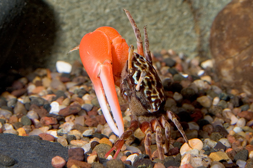 picture of Watermelon Crab Reg                                                                                  Uca annulipes