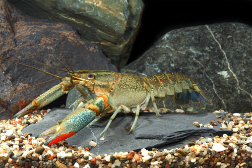 picture of Australian Red Claw Lobster Reg                                                                      Cherax quadricarinatus