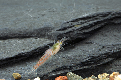 picture of Honey Bee Shrimp Reg                                                                                 Paracaridina sp. 'Princess Bee'  