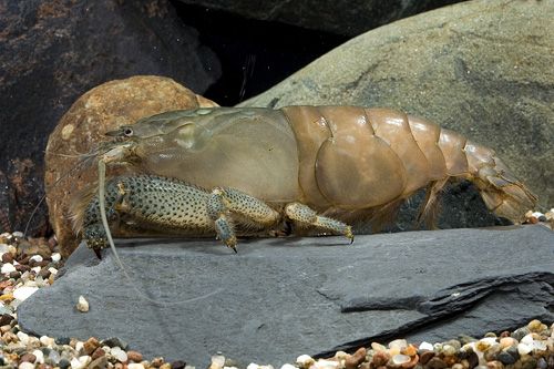 picture of Giant African Filter Shrimp Reg                                                                      Atyposis gabonensis