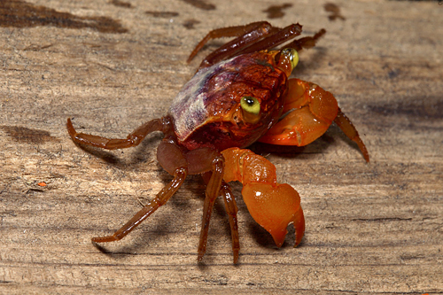 picture of Mandarin Freshwater Crab Reg                                                                         Geosesarma notophorum