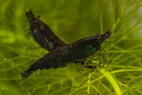 picture of Black Carbon Shrimp Reg                                                                              Neocaridina heteropoda var. Bback