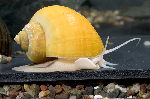 picture of Gold Mystery Snail Lrg                                                                               Pomacea bridgesii