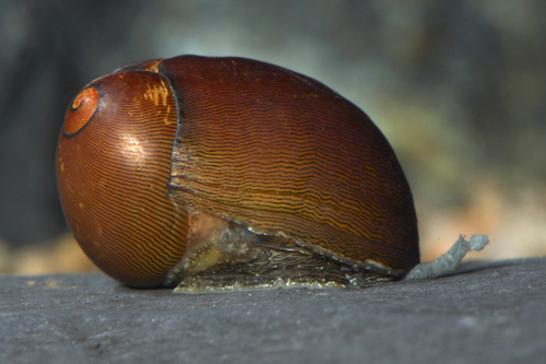 picture of Olive Nerite Snail Sml                                                                               Neritina reclivata