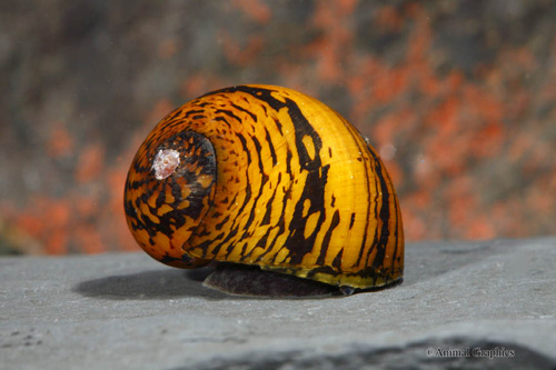 picture of Corona Nerite Snail Reg                                                                              Clithon corona 