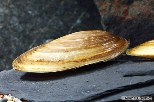 picture of Gold Asian Freshwater Clam Reg                                                                       Pilsbryoconcha exilis