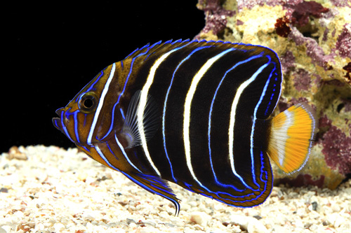 picture of Chrysurus Angel Adult Sml                                                                            Pomacanthus chrysurus