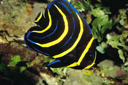 picture of Cortez Angel Juvenile Tny                                                                            Pomacanthus zonipectus