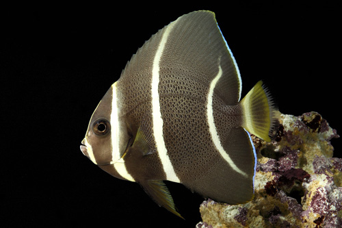 picture of Grey Angel Adult M/L                                                                                 Pomacanthus arcuatus