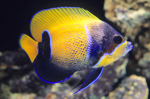 picture of Majestic Angel Juvenile Med                                                                          Pomacanthus navarchus