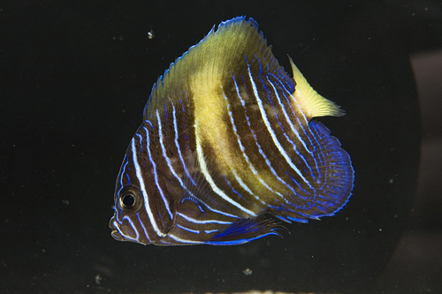 picture of Maculosus Angel Juvenile Sml                                                                         Pomacanthus maculosus