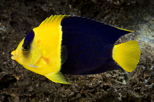 picture of Bicolor Angel Fiji Med                                                                               Centropyge bicolor