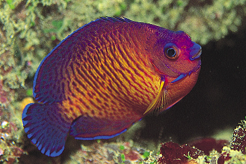 picture of Coral Beauty Angel Med                                                                               Centropyge bispinosa